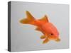 Goldfish, Three Quarter View-null-Stretched Canvas