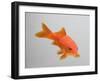 Goldfish, Three Quarter View-null-Framed Photographic Print