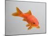 Goldfish, Three Quarter View-null-Mounted Photographic Print