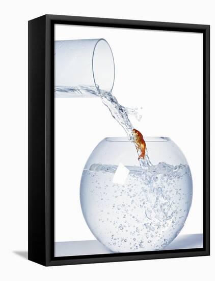 Goldfish Trying to Swim up a Stream of Water-null-Framed Stretched Canvas