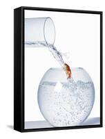 Goldfish Trying to Swim up a Stream of Water-null-Framed Stretched Canvas