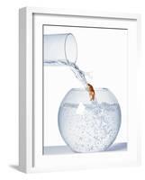 Goldfish Trying to Swim up a Stream of Water-null-Framed Photographic Print