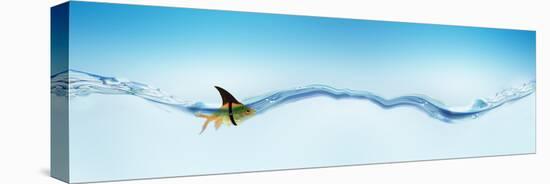 Goldfish Wearing Shark Fin-null-Stretched Canvas