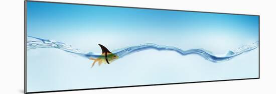 Goldfish Wearing Shark Fin-null-Mounted Photographic Print