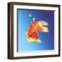 Goldfish with Water Bubbles-null-Framed Art Print