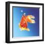 Goldfish with Water Bubbles-null-Framed Art Print