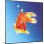 Goldfish with Water Bubbles-null-Mounted Art Print