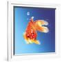 Goldfish with Water Bubbles-null-Framed Art Print