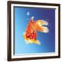 Goldfish with Water Bubbles-null-Framed Art Print