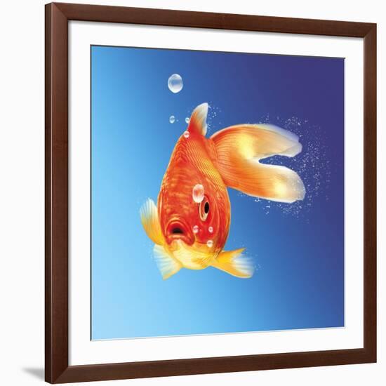 Goldfish with Water Bubbles-null-Framed Art Print