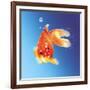Goldfish with Water Bubbles-null-Framed Art Print