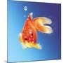Goldfish with Water Bubbles-null-Mounted Art Print