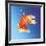 Goldfish with Water Bubbles-null-Framed Art Print