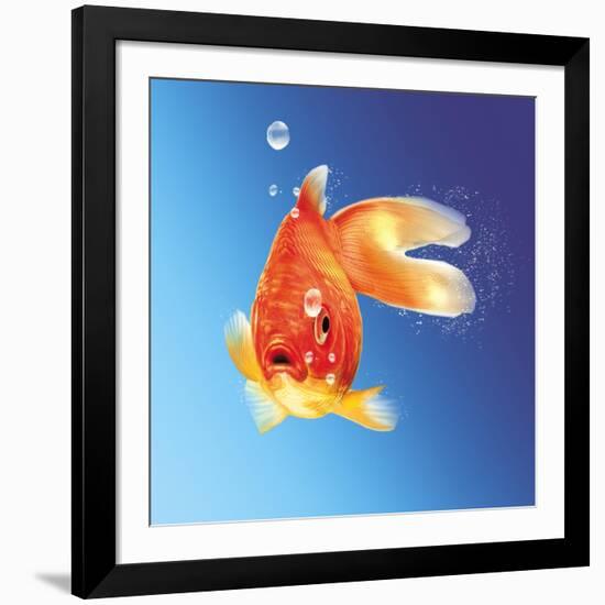 Goldfish with Water Bubbles-null-Framed Art Print