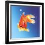 Goldfish with Water Bubbles-null-Framed Art Print