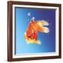 Goldfish with Water Bubbles-null-Framed Art Print