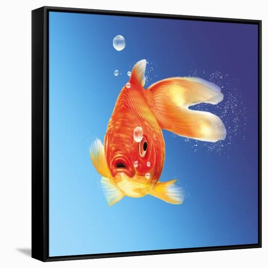 Goldfish with Water Bubbles-null-Framed Stretched Canvas