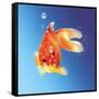 Goldfish with Water Bubbles-null-Framed Stretched Canvas