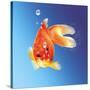 Goldfish with Water Bubbles-null-Stretched Canvas