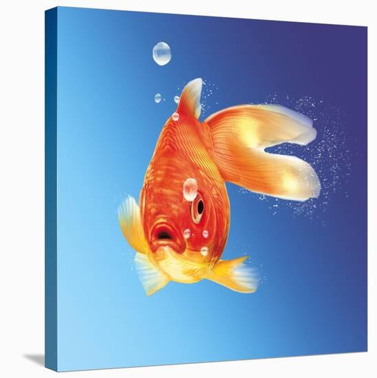 Goldfish with Water Bubbles-null-Stretched Canvas