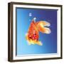 Goldfish with Water Bubbles-null-Framed Art Print