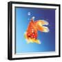 Goldfish with Water Bubbles-null-Framed Art Print