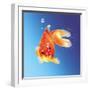 Goldfish with Water Bubbles-null-Framed Art Print