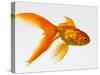 Goldfish-Mark Mawson-Stretched Canvas