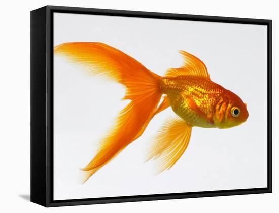 Goldfish-Mark Mawson-Framed Stretched Canvas