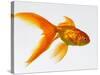 Goldfish-Mark Mawson-Stretched Canvas