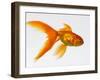 Goldfish-Mark Mawson-Framed Photographic Print