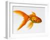 Goldfish-Mark Mawson-Framed Photographic Print