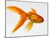 Goldfish-Mark Mawson-Mounted Photographic Print