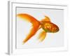 Goldfish-Mark Mawson-Framed Photographic Print