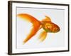 Goldfish-Mark Mawson-Framed Photographic Print