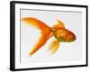 Goldfish-Mark Mawson-Framed Photographic Print