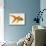 Goldfish-Mark Mawson-Mounted Photographic Print displayed on a wall