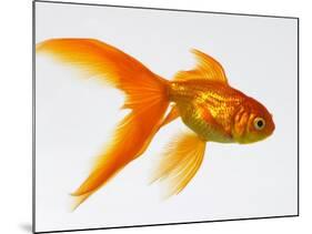 Goldfish-Mark Mawson-Mounted Photographic Print