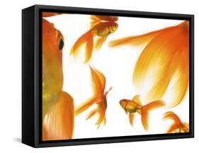 Goldfish-Mark Mawson-Framed Stretched Canvas
