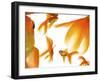 Goldfish-Mark Mawson-Framed Photographic Print