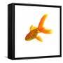 Goldfish-Mark Mawson-Framed Stretched Canvas