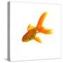 Goldfish-Mark Mawson-Stretched Canvas