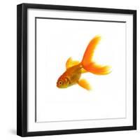 Goldfish-Mark Mawson-Framed Photographic Print