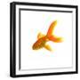 Goldfish-Mark Mawson-Framed Photographic Print