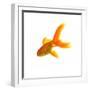 Goldfish-Mark Mawson-Framed Photographic Print