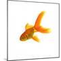 Goldfish-Mark Mawson-Mounted Photographic Print