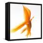 Goldfish-Mark Mawson-Framed Stretched Canvas