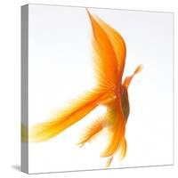 Goldfish-Mark Mawson-Stretched Canvas