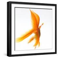 Goldfish-Mark Mawson-Framed Photographic Print