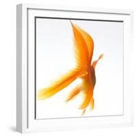 Goldfish-Mark Mawson-Framed Photographic Print